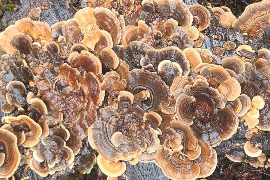 Bunch of Mushrooms