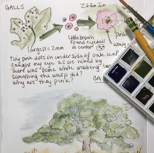 Nature Journaling