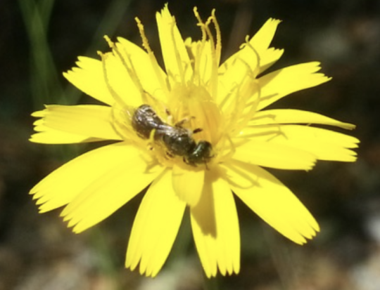 Pollinator in a flower